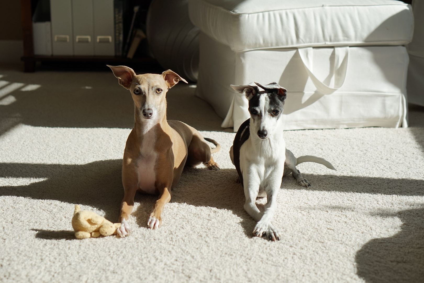 italian greyhound teddy